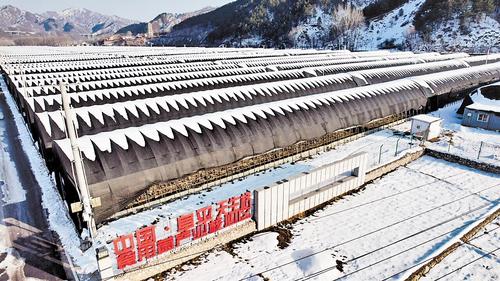 2023年12月27日拍摄的阜平食用菌产业核心区。 河北日报通讯员 常琛摄