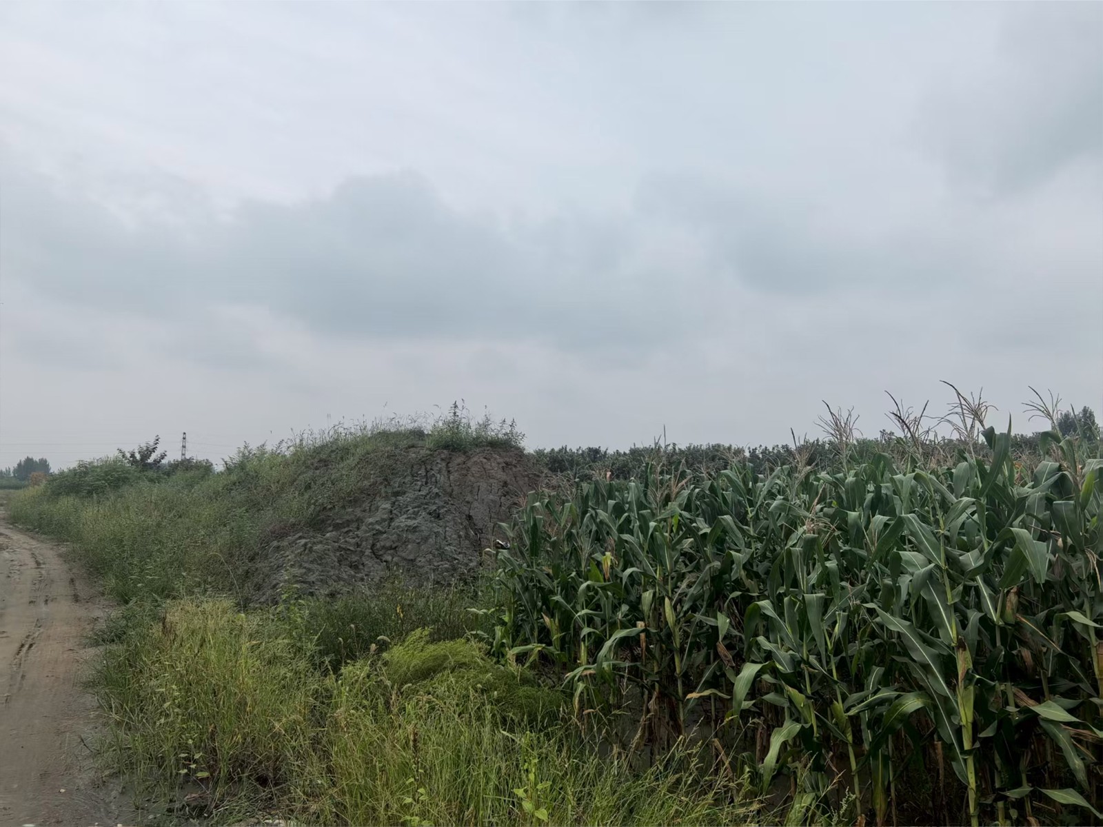 耕地里矿渣堆。上面已覆盖上土层，长出了草。 8月29日摄。