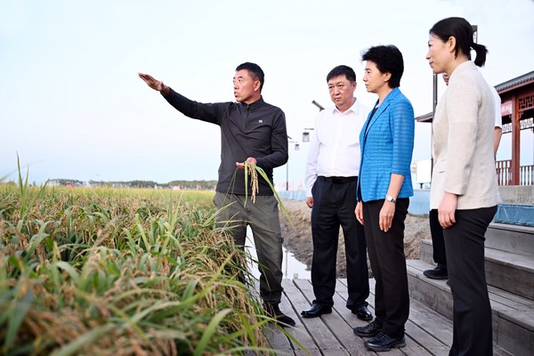 在桦川县玉成现代农机专业合作社水稻单产提升种植示范区，梁惠玲察看水稻长势。