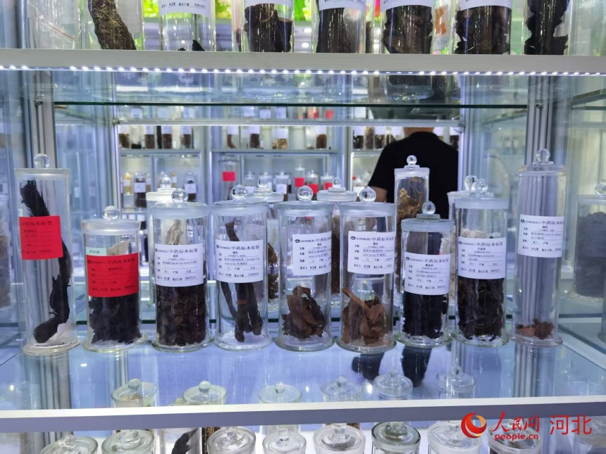 以岭中医药标本馆陈列的真伪中药。人民网记者 朱延生摄
