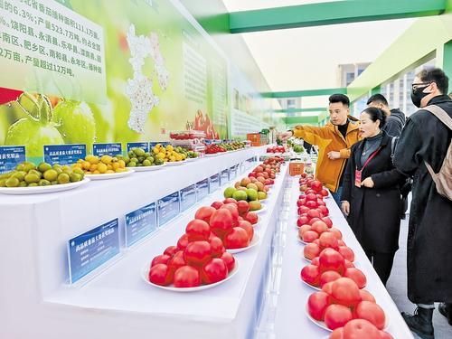 11月4日，第八届京津冀蔬菜产业发展大会现场，高品质果蔬引得许多参观者驻足。 本报记者 郝东伟摄