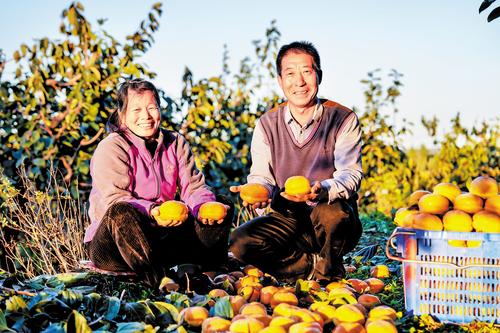 10月26日，张宝树和妻子手捧刚采收的柿子，满脸丰收的喜悦。