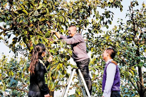 10月28日，易县盘柿源农业服务专业合作社联合社技术人员（中）为寨子村果农进行技术指导。