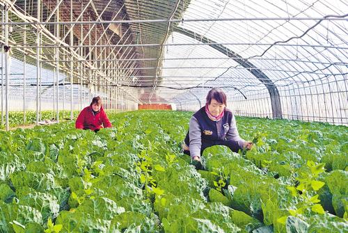 12月3日，在青县胡白庄村设施蔬菜生产基地，工人正在打理甘蓝菜。本报记者 王雅楠摄