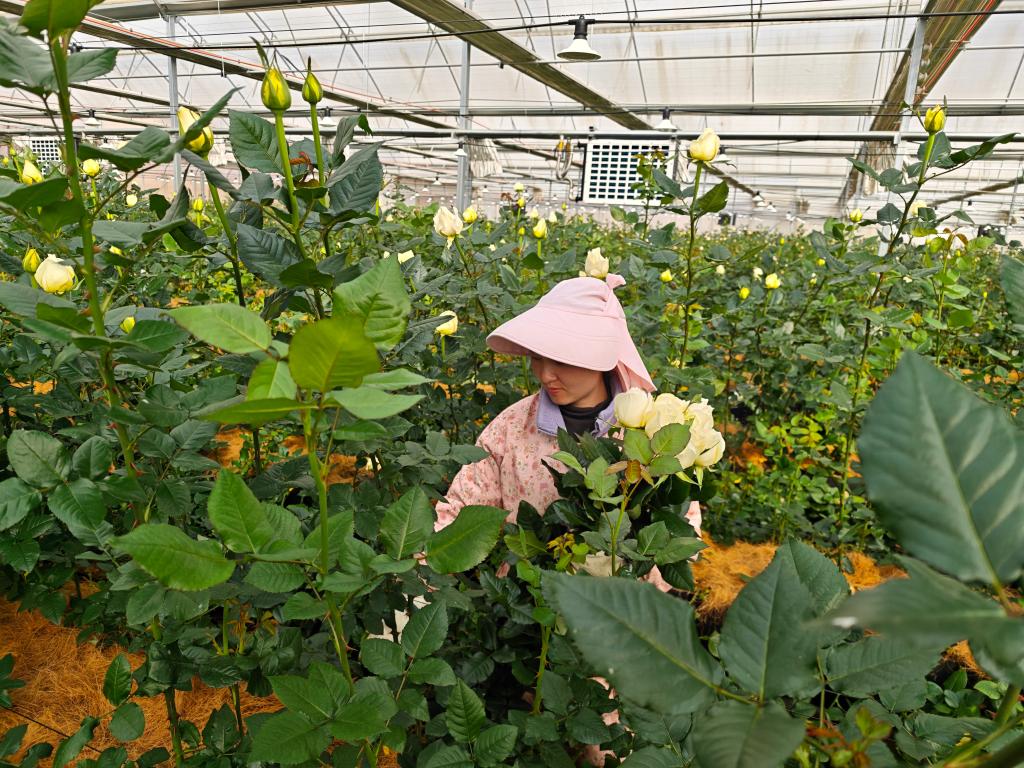 云南省曲靖市马龙区艺海生态种养殖农场的花农正在采收当天的玫瑰花。(受访者供图)