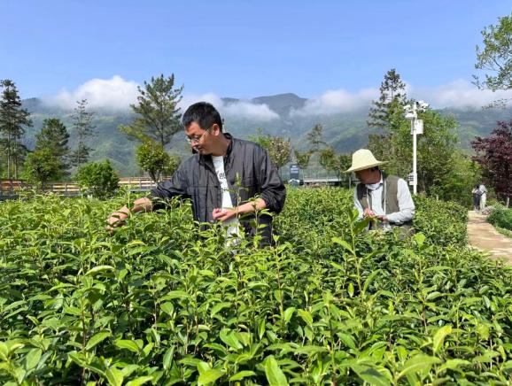 李田在茶园进行采摘工作。受访者供图